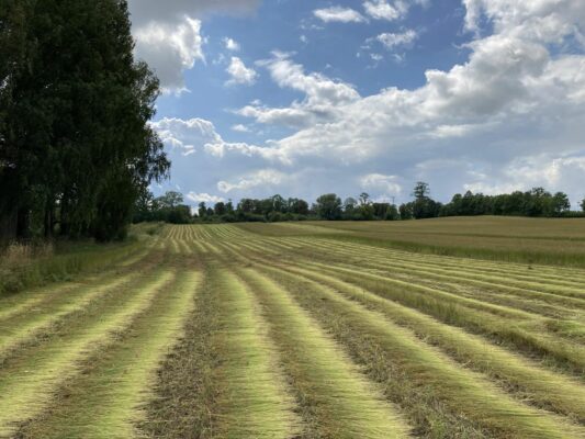 2026 flax harvest