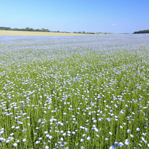 Champ de lin en fleurs