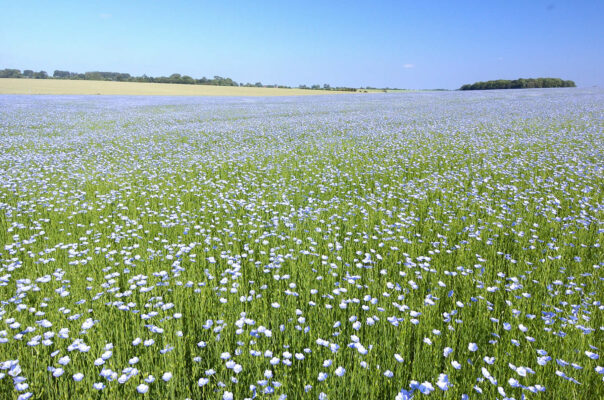 Champ de lin en fleurs