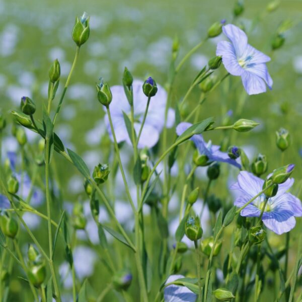 Fleurs de lin - Fil de lin Safilin