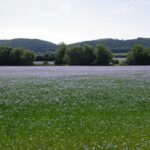 SAFILIN fil de lin - linen yarn