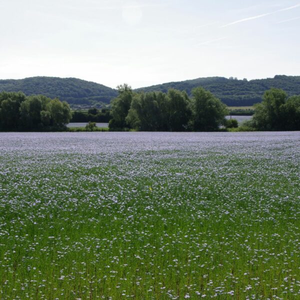 SAFILIN fil de lin - linen yarn