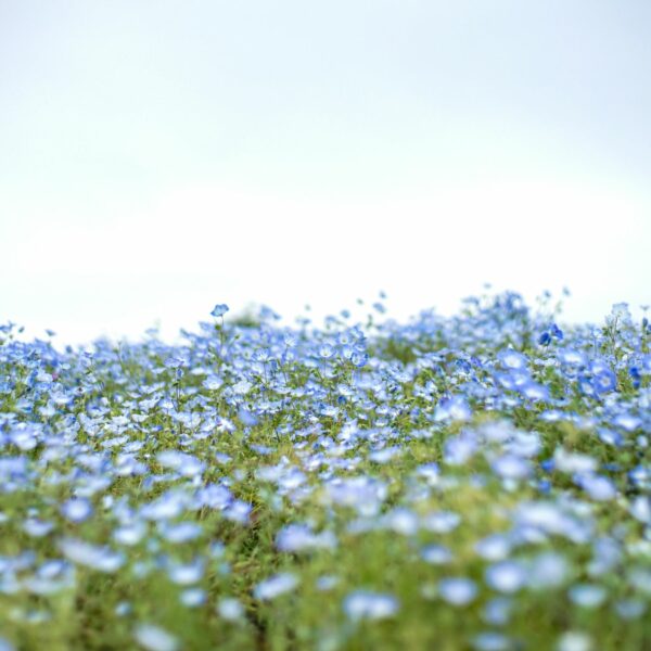 SAFILIN ecological textile material