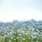 SAFILIN textile écologique