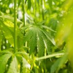 hemp textiles - hemp yarn