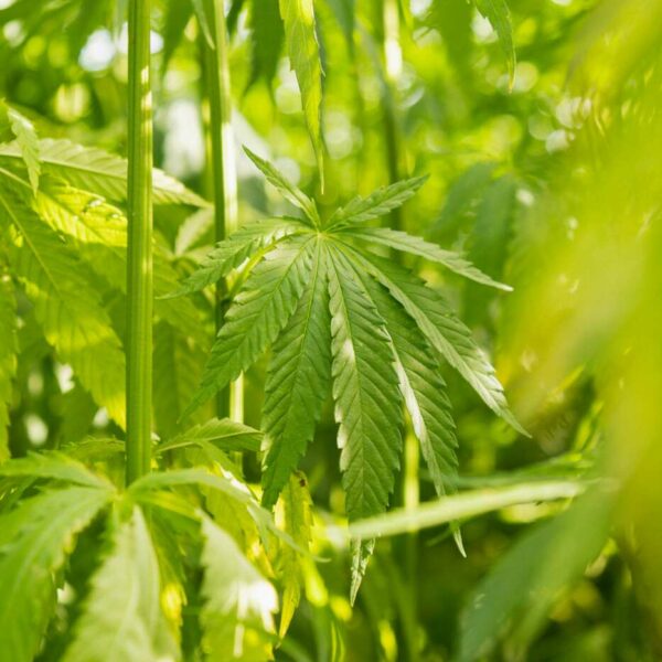 hemp textiles - hemp yarn