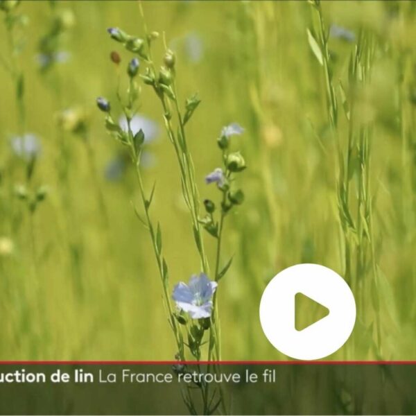 filature de lin à Béthune Safilin